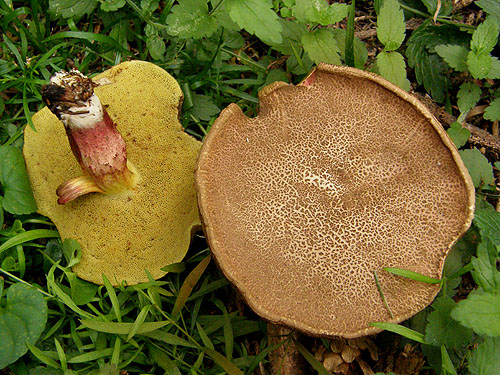 Xerocomus chrysenteron Xerocomus chrysenteron