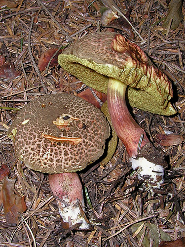 Xerocomus chrysenteron Xerocomus chrysenteron