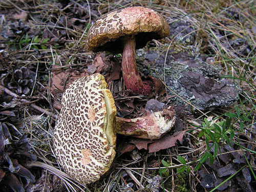 Xerocomus chrysenteron Xerocomus chrysenteron