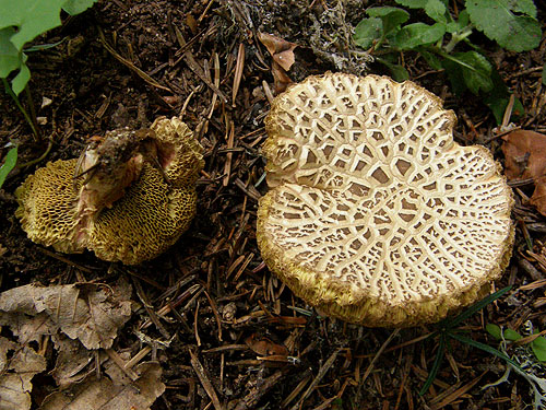 Xerocomus chrysenteron Xerocomus chrysenteron