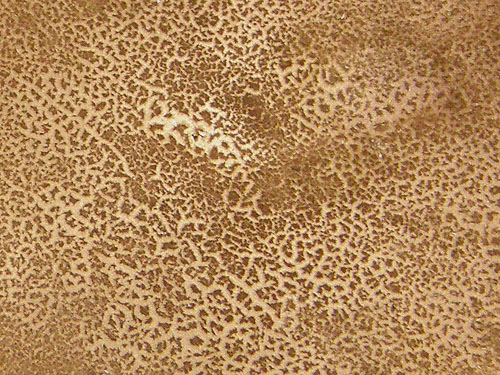 Xerocomus chrysenteron Xerocomus chrysenteron