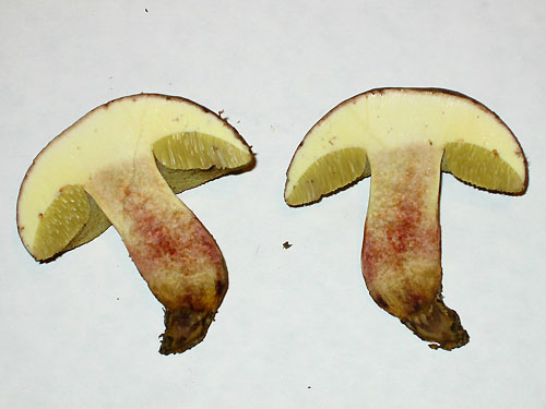 Xerocomus chrysenteron Xerocomus chrysenteron
