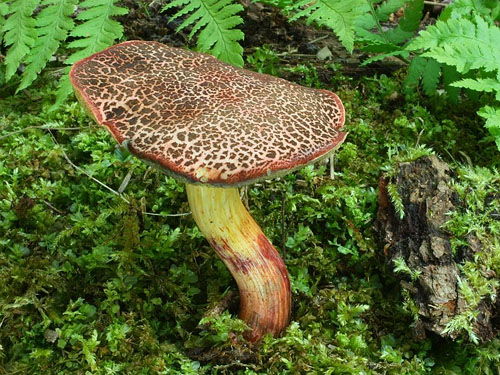 Xerocomus cisalpinus
