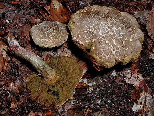 Xerocomus cisalpinus