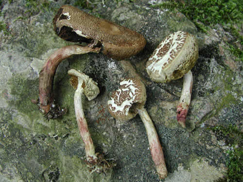 Xerocomus cisalpinus