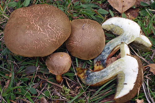 Xerocomus cisalpinus