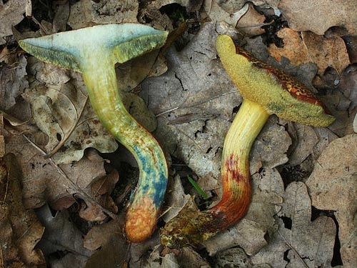 Xerocomus cisalpinus
