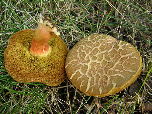 Xerocomus communis Xerocomus communis