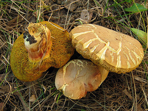 Xerocomus communis Xerocomus communis