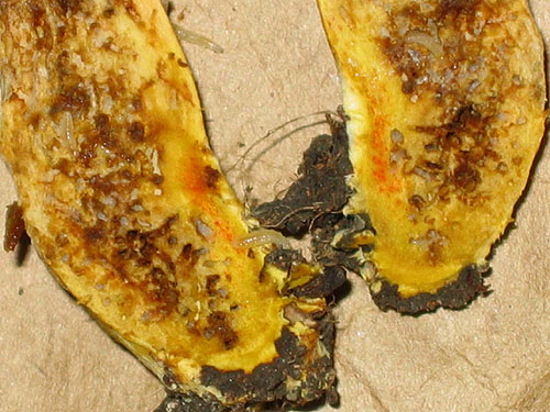 Xerocomus communis Xerocomus communis