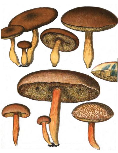 Xerocomus communis Xerocomus communis