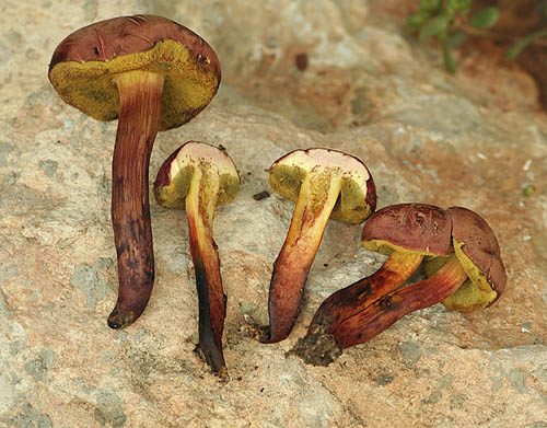 Xerocomus dryophilus Xerocomus dryophilus