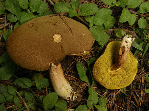 Xerocomus ferrugineus Xerocomus ferrugineus