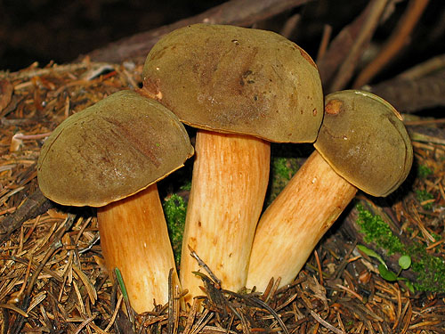 Xerocomus ferrugineus Xerocomus ferrugineus
