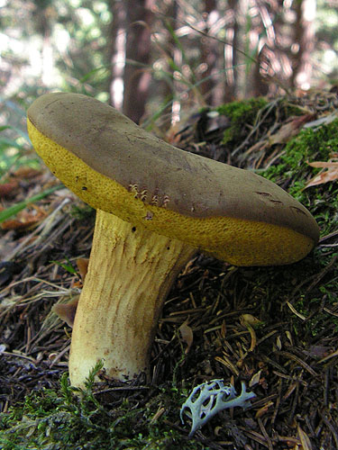 Xerocomus ferrugineus Xerocomus ferrugineus