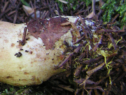 Xerocomus ferrugineus Xerocomus ferrugineus