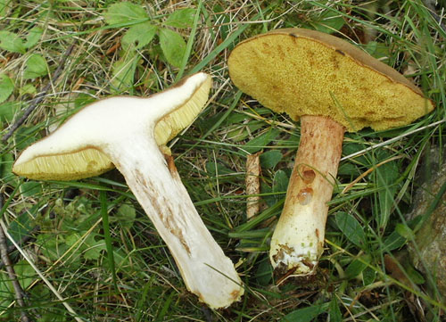 Xerocomus ferrugineus Xerocomus ferrugineus