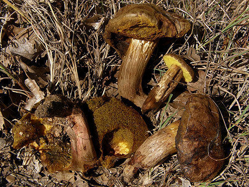 Xerocomus ichnusanus Xerocomus ichnusanus
