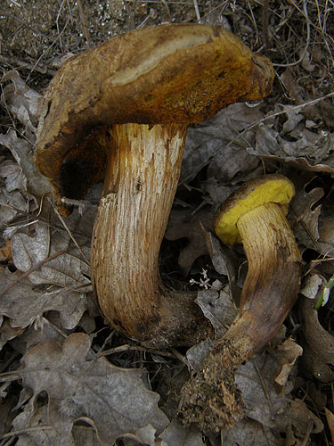 Xerocomus ichnusanus Xerocomus ichnusanus