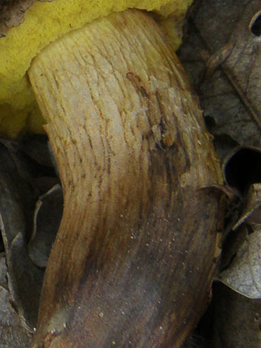 Xerocomus ichnusanus Xerocomus ichnusanus