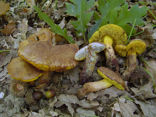 Xerocomus ichnusanus Xerocomus ichnusanus