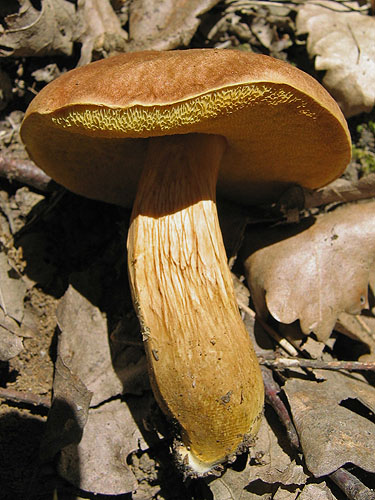 Xerocomus moravicus