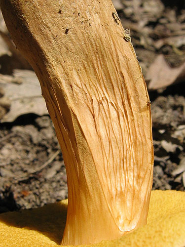Xerocomus moravicus
