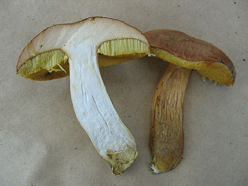 Xerocomus moravicus