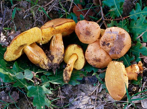 Xerocomus moravicus