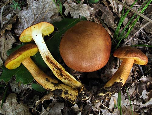 Xerocomus moravicus