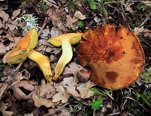 Xerocomus moravicus
