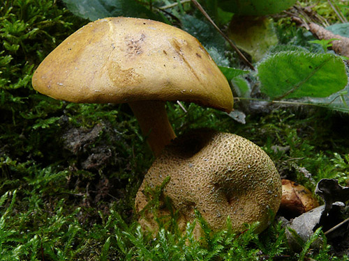 Xerocomus parasiticus Xerocomus parasiticus