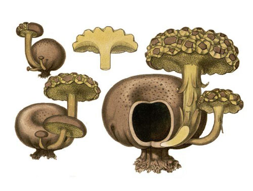 Xerocomus parasiticus Xerocomus parasiticus