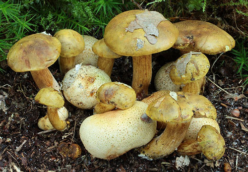 Xerocomus parasiticus Xerocomus parasiticus