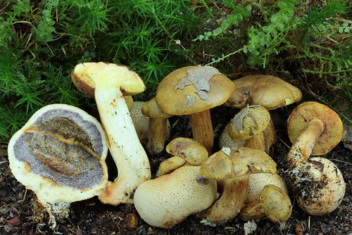 Xerocomus parasiticus Xerocomus parasiticus