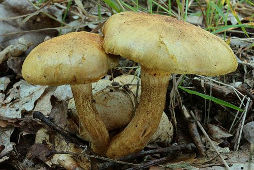 Xerocomus parasiticus Xerocomus parasiticus