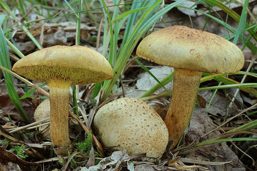 Xerocomus parasiticus Xerocomus parasiticus