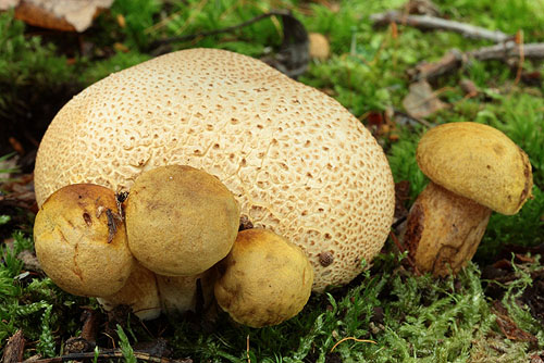 Xerocomus parasiticus Xerocomus parasiticus