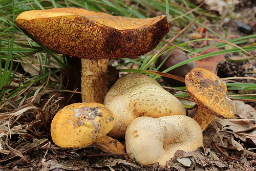 Xerocomus parasiticus Xerocomus parasiticus