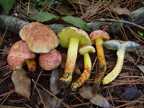 Xerocomus persicolor Xerocomus persicolor