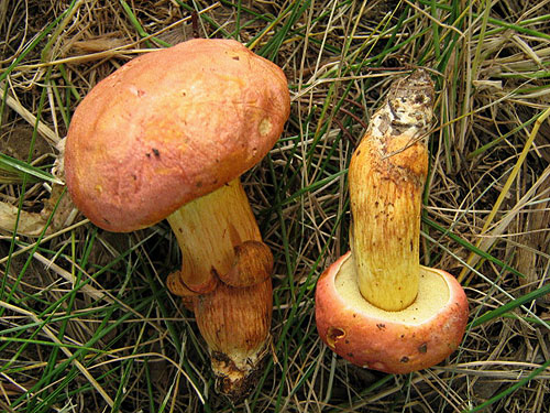Xerocomus persicolor Xerocomus persicolor