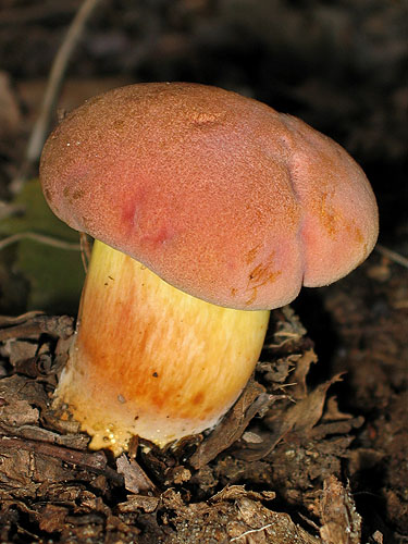 Xerocomus persicolor Xerocomus persicolor