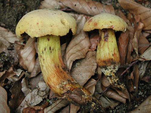 Xerocomus persicolor Xerocomus persicolor