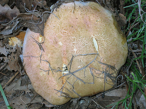 Xerocomus persicolor Xerocomus persicolor