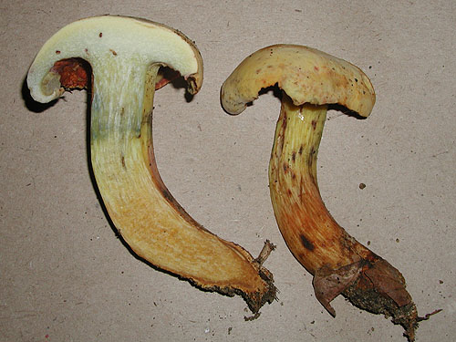 Xerocomus persicolor Xerocomus persicolor