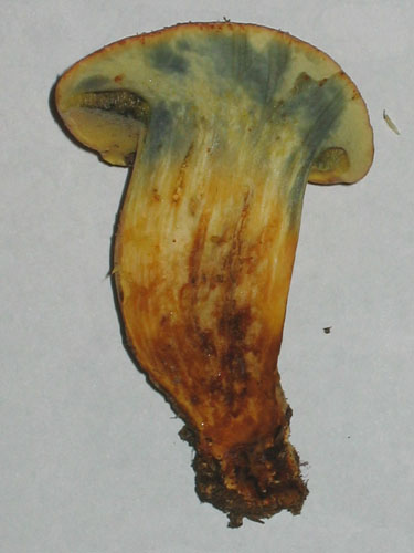 Xerocomus persicolor Xerocomus persicolor