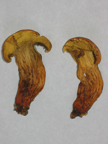 Xerocomus persicolor Xerocomus persicolor