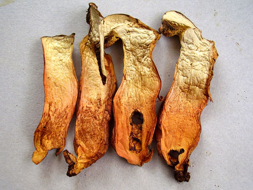 Xerocomus persicolor Xerocomus persicolor
