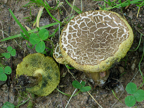 Xerocomus porosporus Xerocomus porosporus