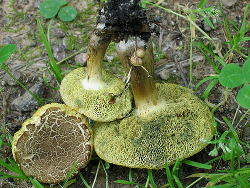 Xerocomus porosporus Xerocomus porosporus